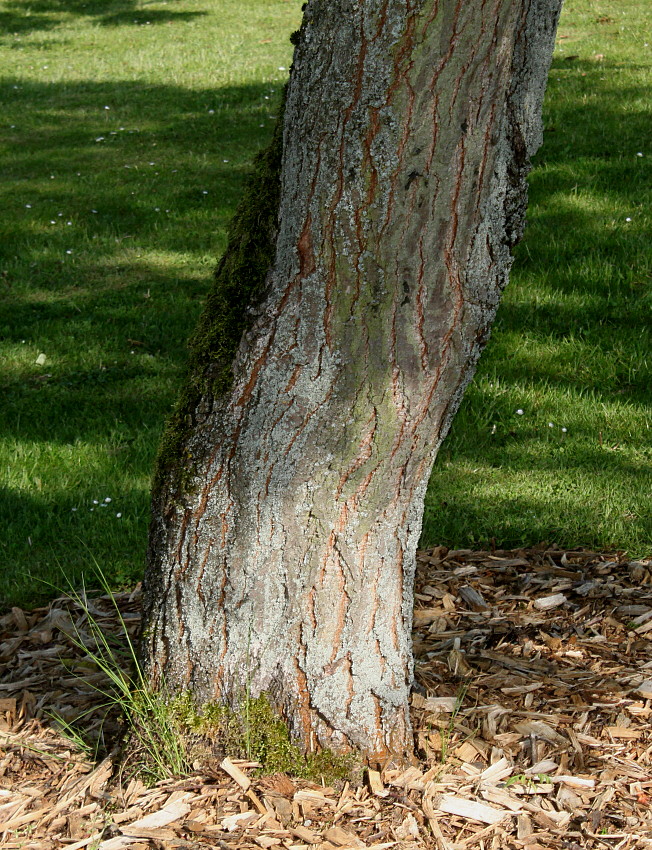 Image of Koelreuteria paniculata specimen.