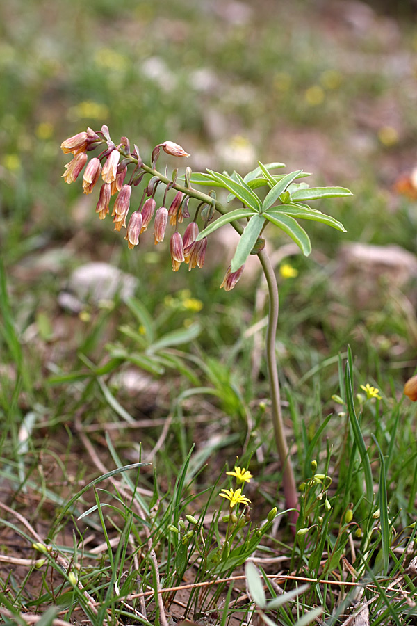 Изображение особи Gymnospermium alberti.