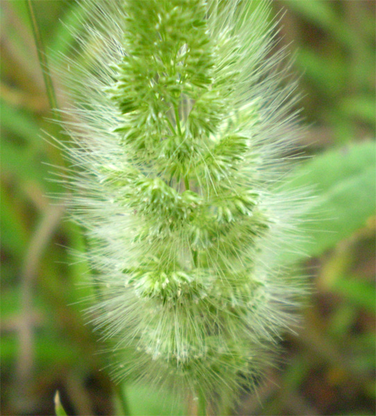 Изображение особи Polypogon monspeliensis.