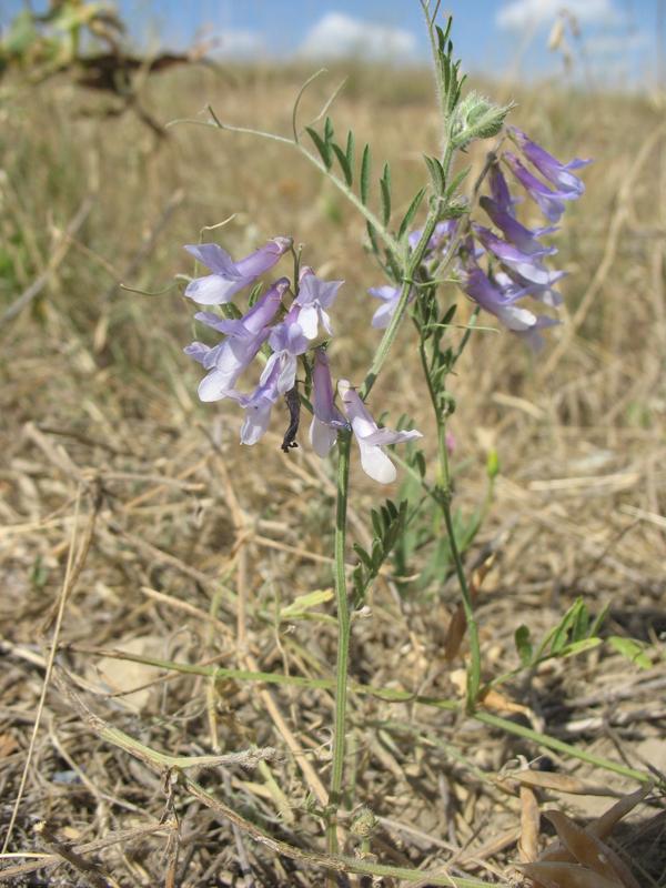 Image of Vicia villosa specimen.