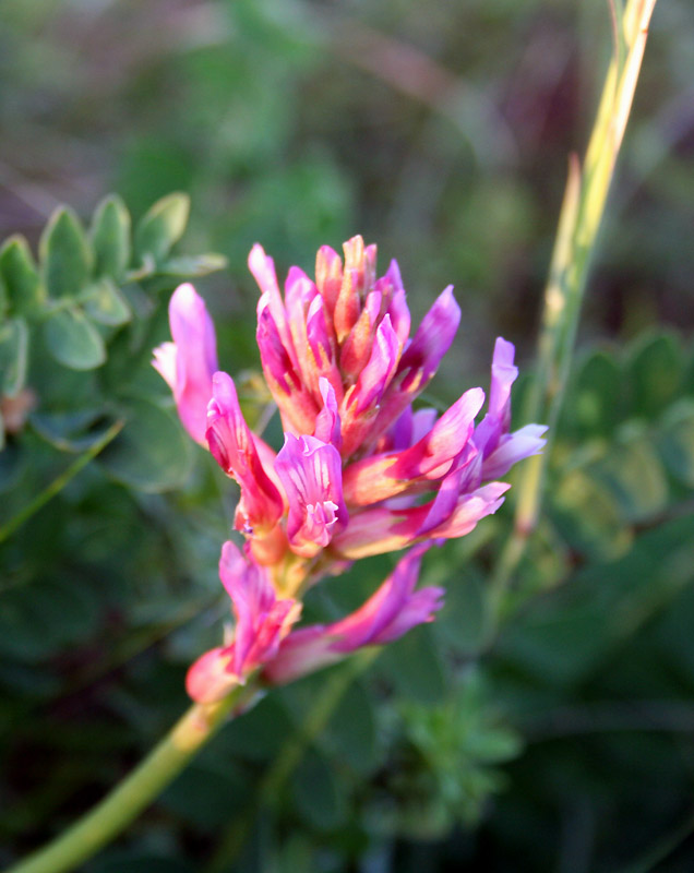 Изображение особи Astragalus monspessulanus.