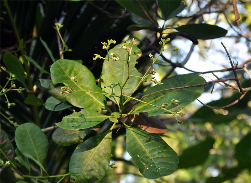 Image of Anacardium occidentale specimen.