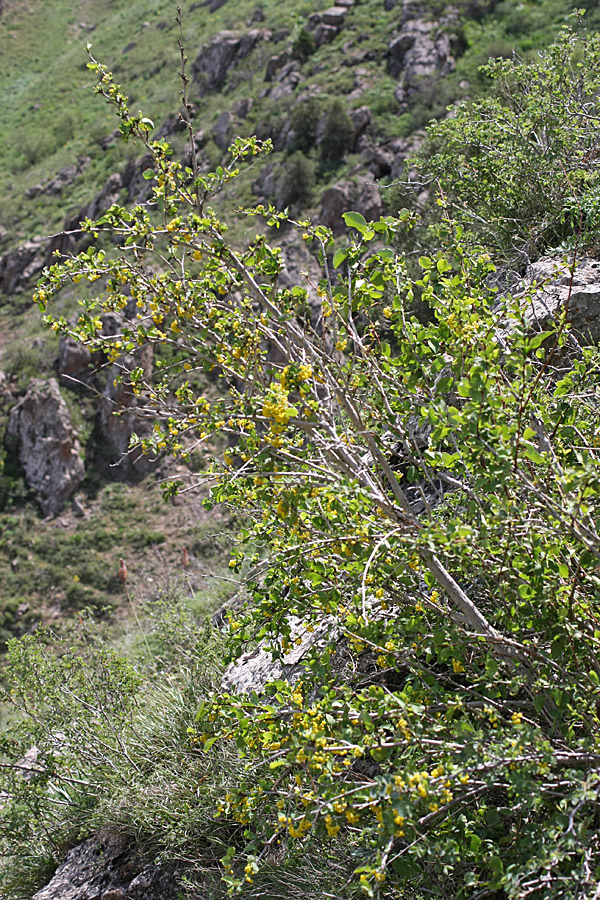 Image of Berberis integerrima specimen.