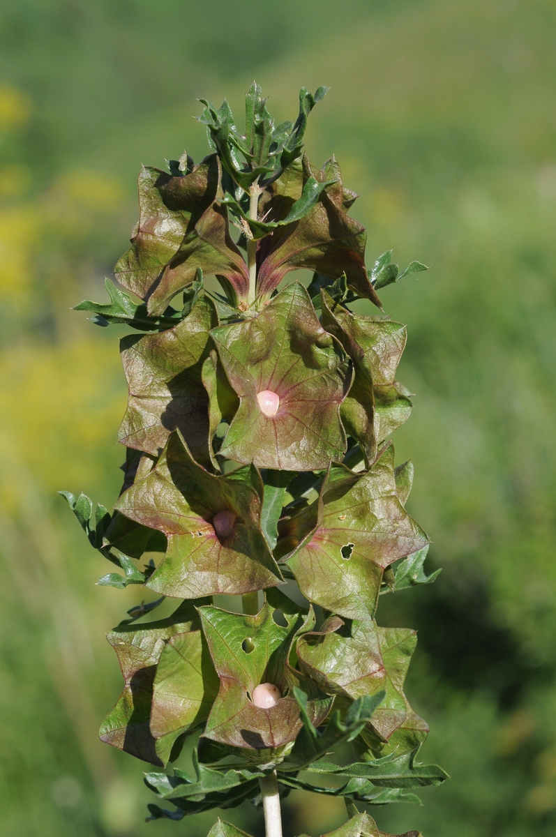 Изображение особи Lagochilus platycalyx.