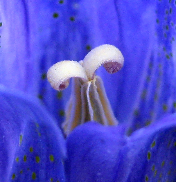 Изображение особи Gentiana pneumonanthe.