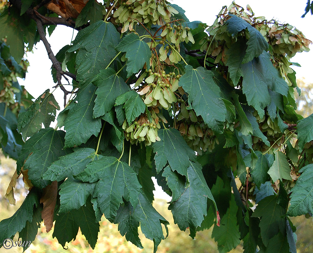 Image of Acer pseudoplatanus specimen.