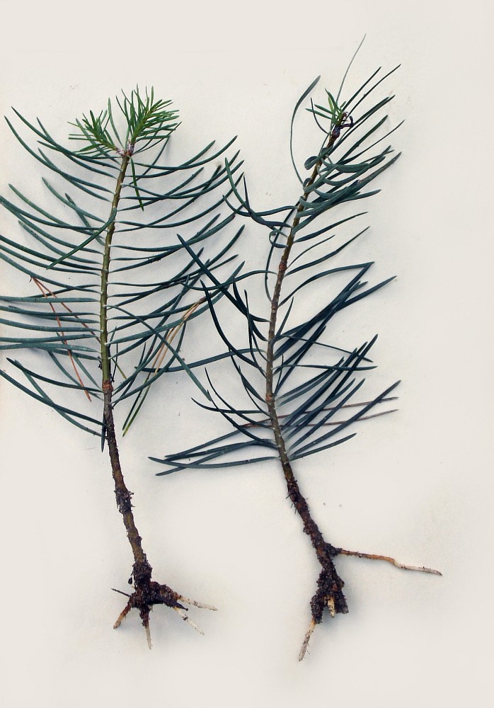 Image of Abies concolor specimen.