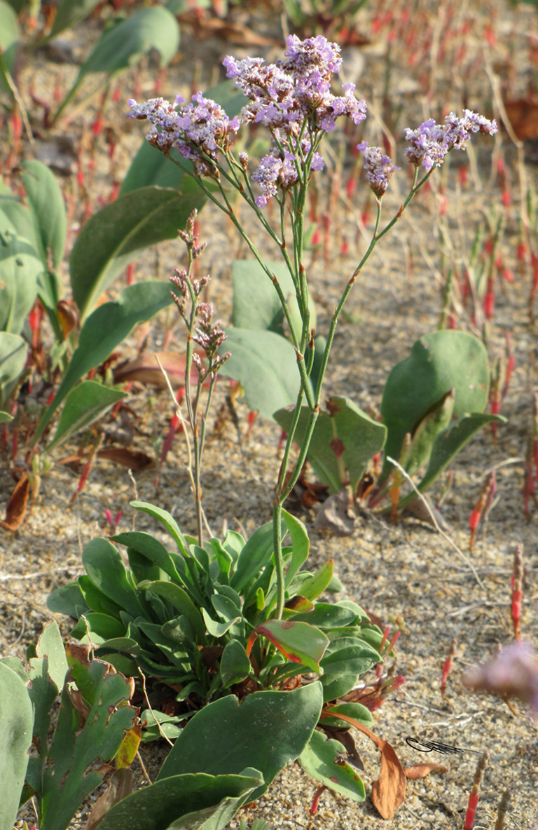 Image of Limonium &times; erectiflorum specimen.