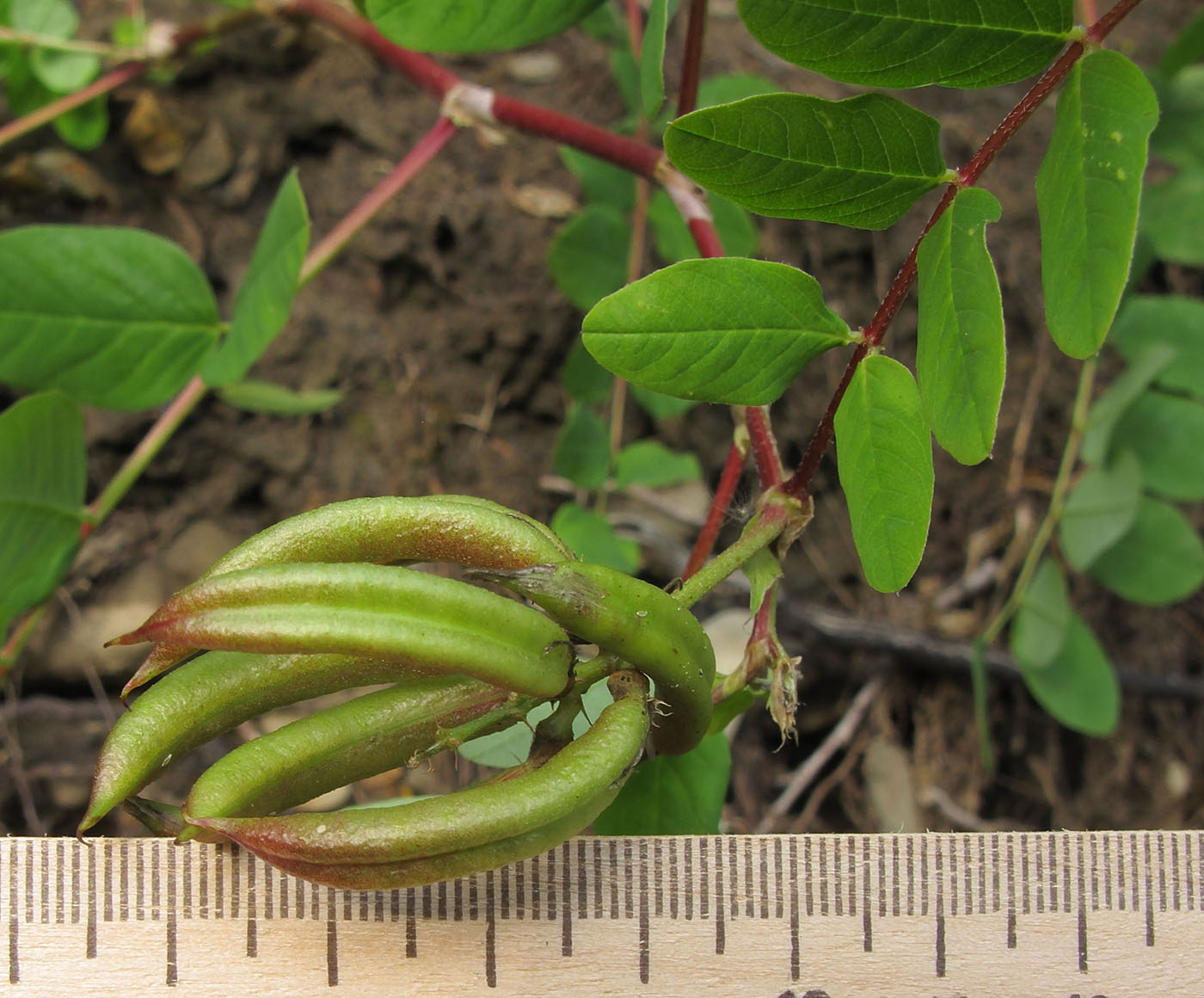 Image of Astragalus glycyphyllos specimen.