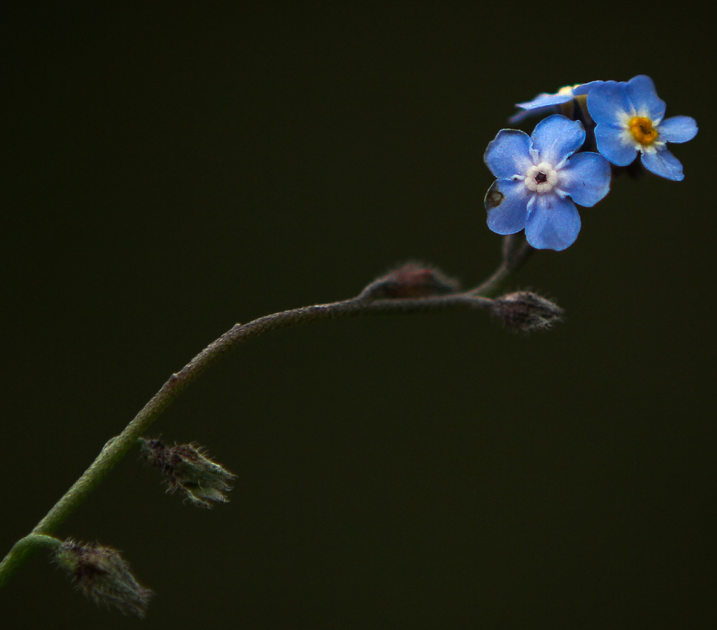 Image of Myosotis alpestris specimen.