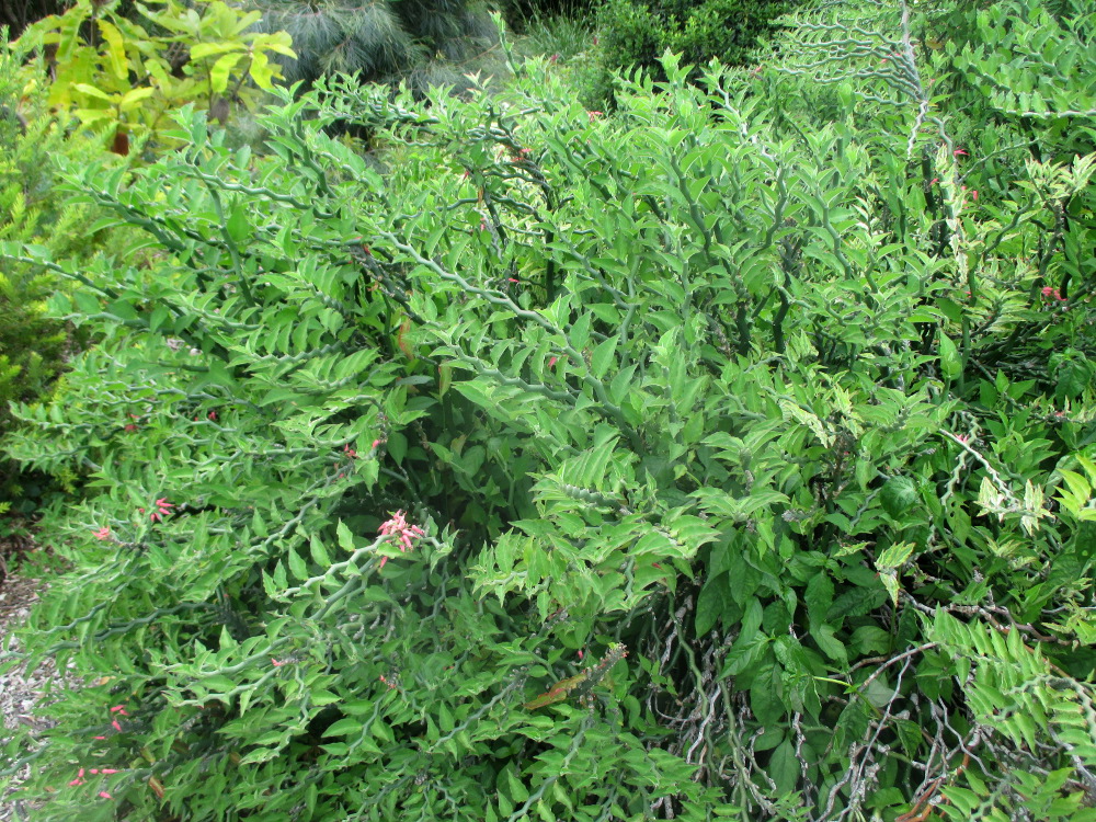 Изображение особи Euphorbia tithymaloides.