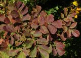 Смотреть изображение Fraxinus rhynchophylla