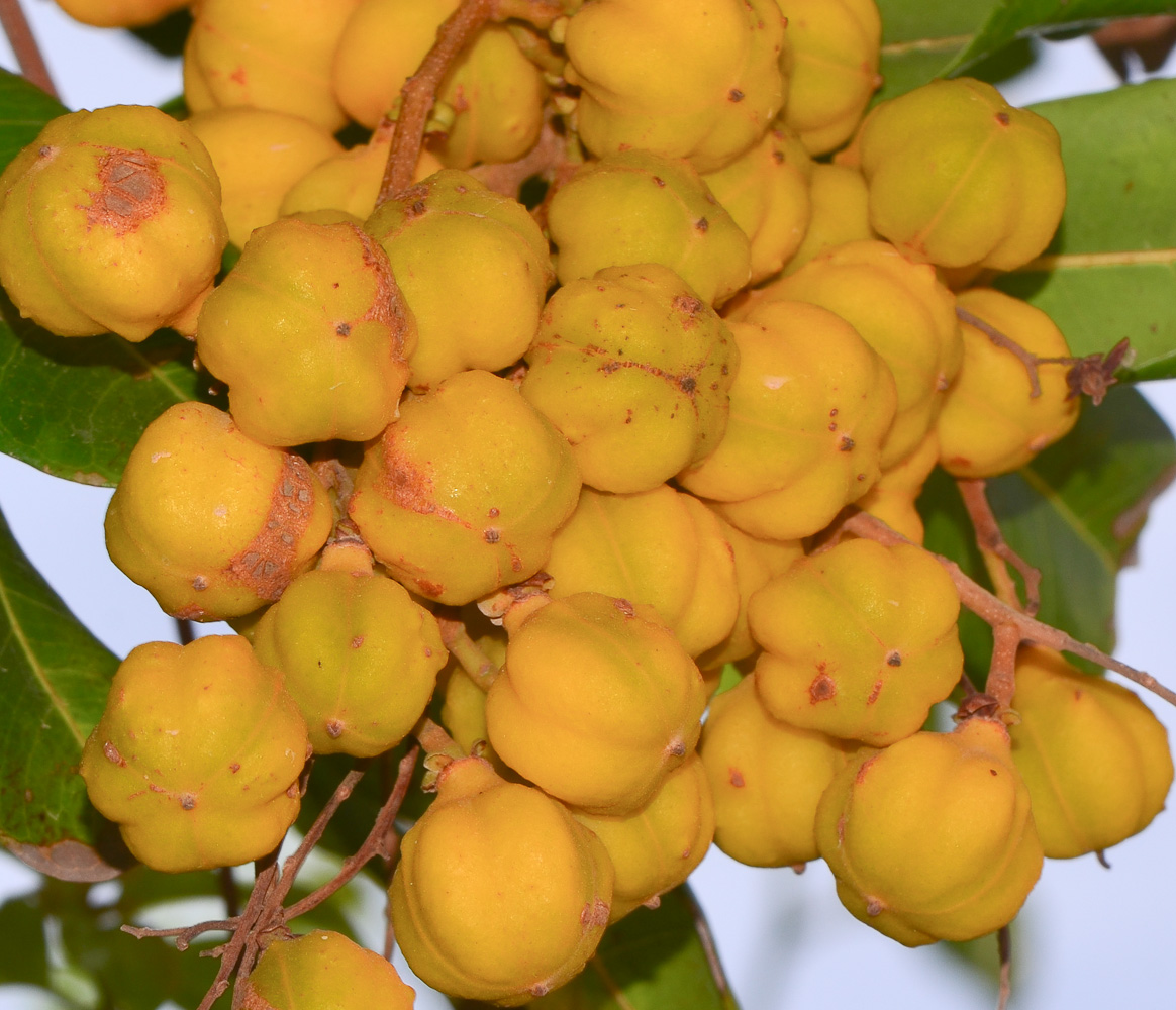 Image of Cupaniopsis anacardioides specimen.