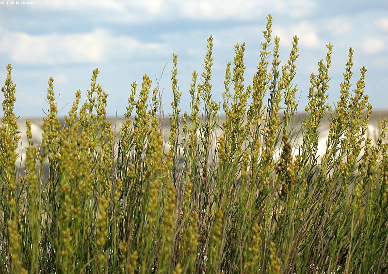 Image of Artemisia salsoloides specimen.