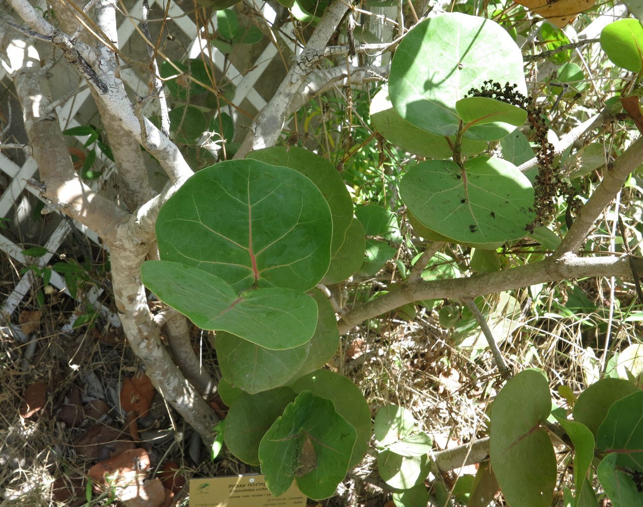 Image of Coccoloba uvifera specimen.