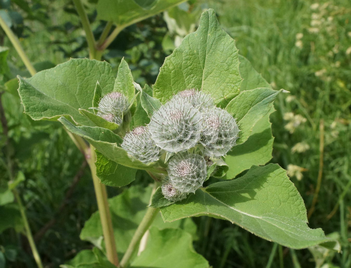 Изображение особи Arctium tomentosum.