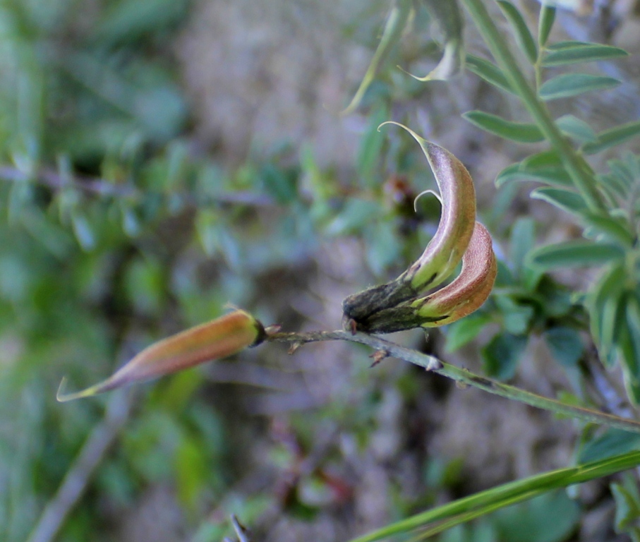 Image of Astragalus pendulinus specimen.