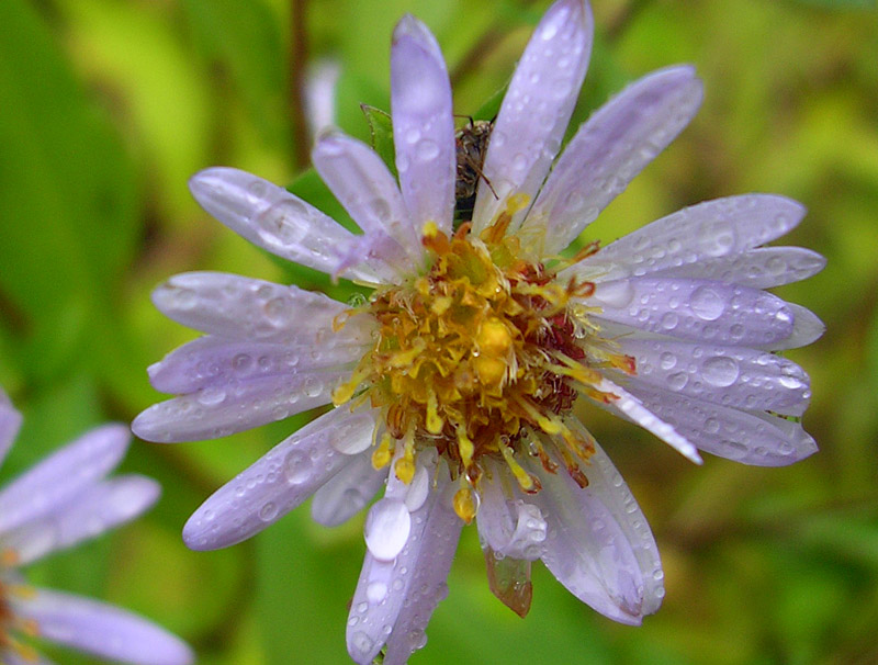 Изображение особи Symphyotrichum novi-belgii.