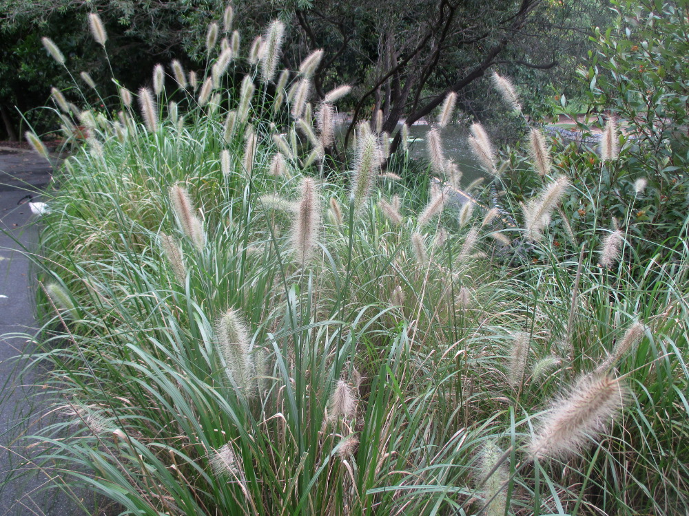 Изображение особи семейство Poaceae.