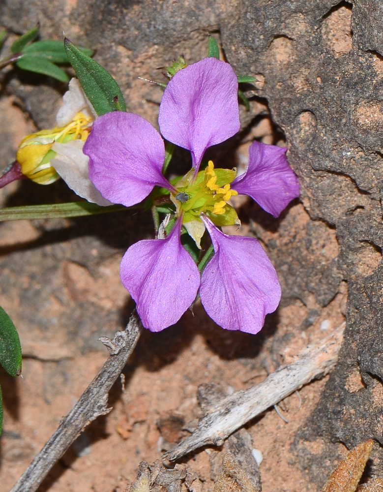 Image of Fagonia cretica specimen.