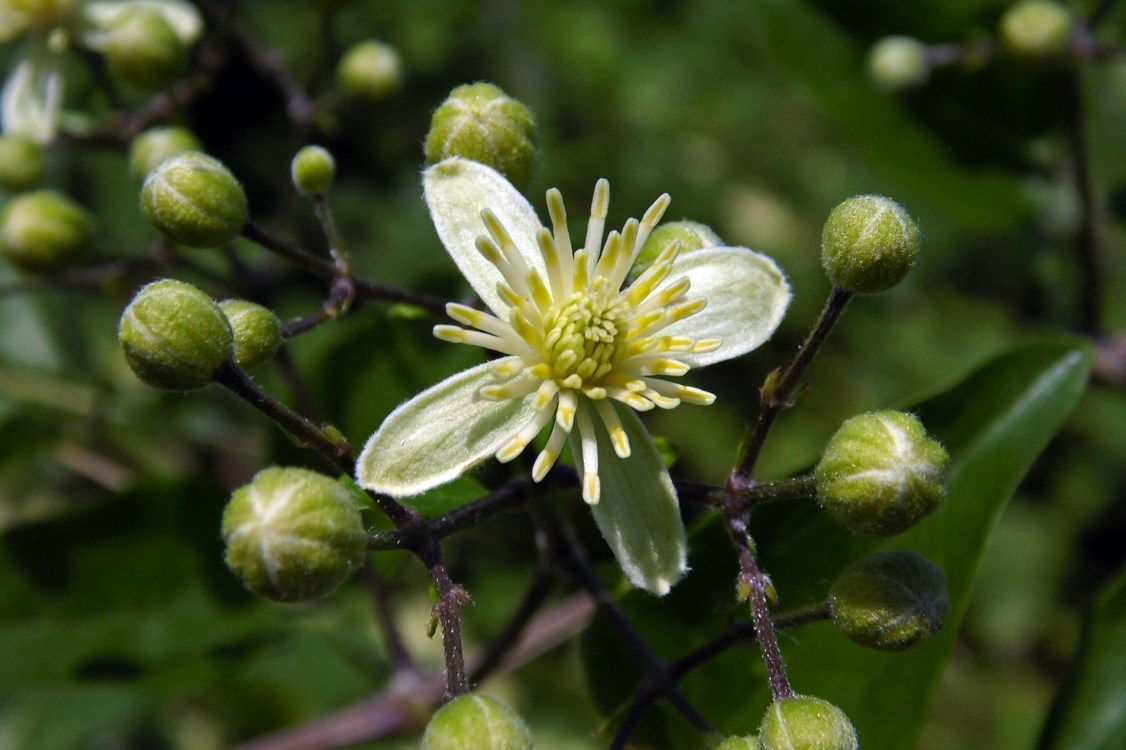 Image of Clematis vitalba specimen.