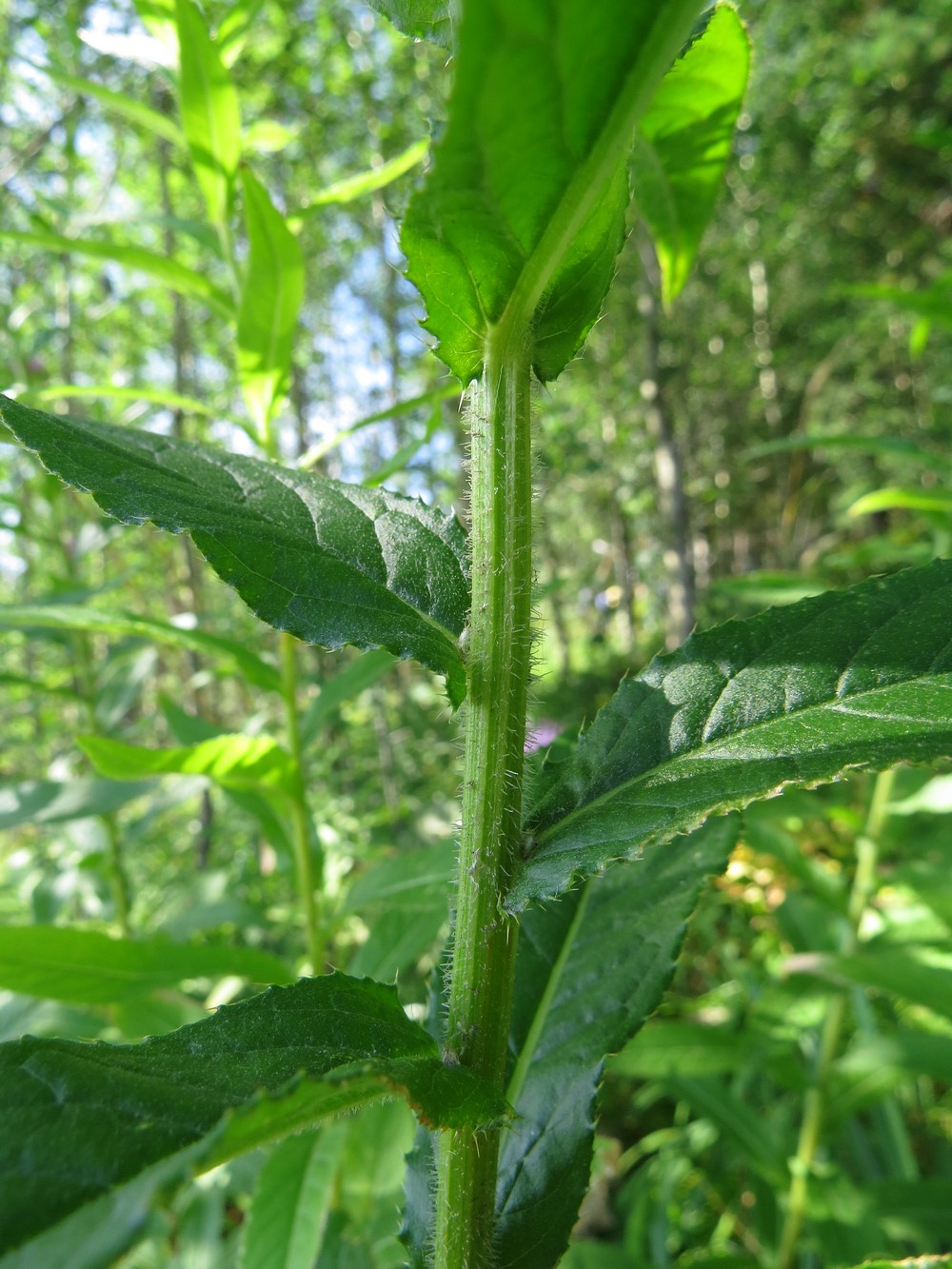 Image of Cirsium serratuloides specimen.