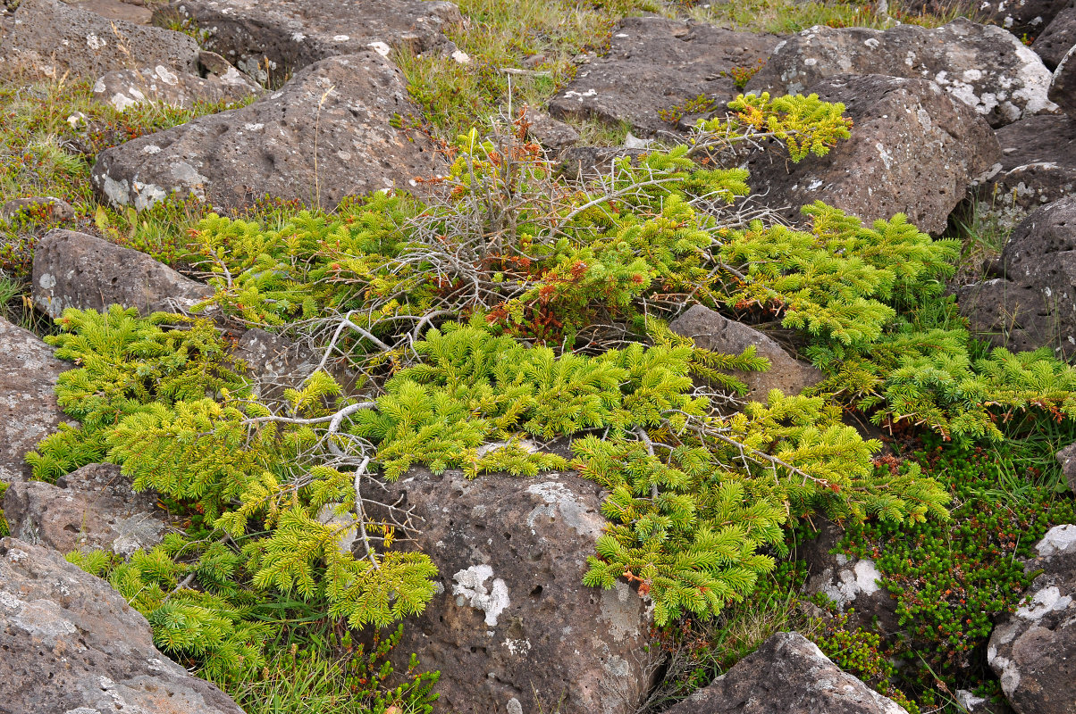 Image of genus Picea specimen.