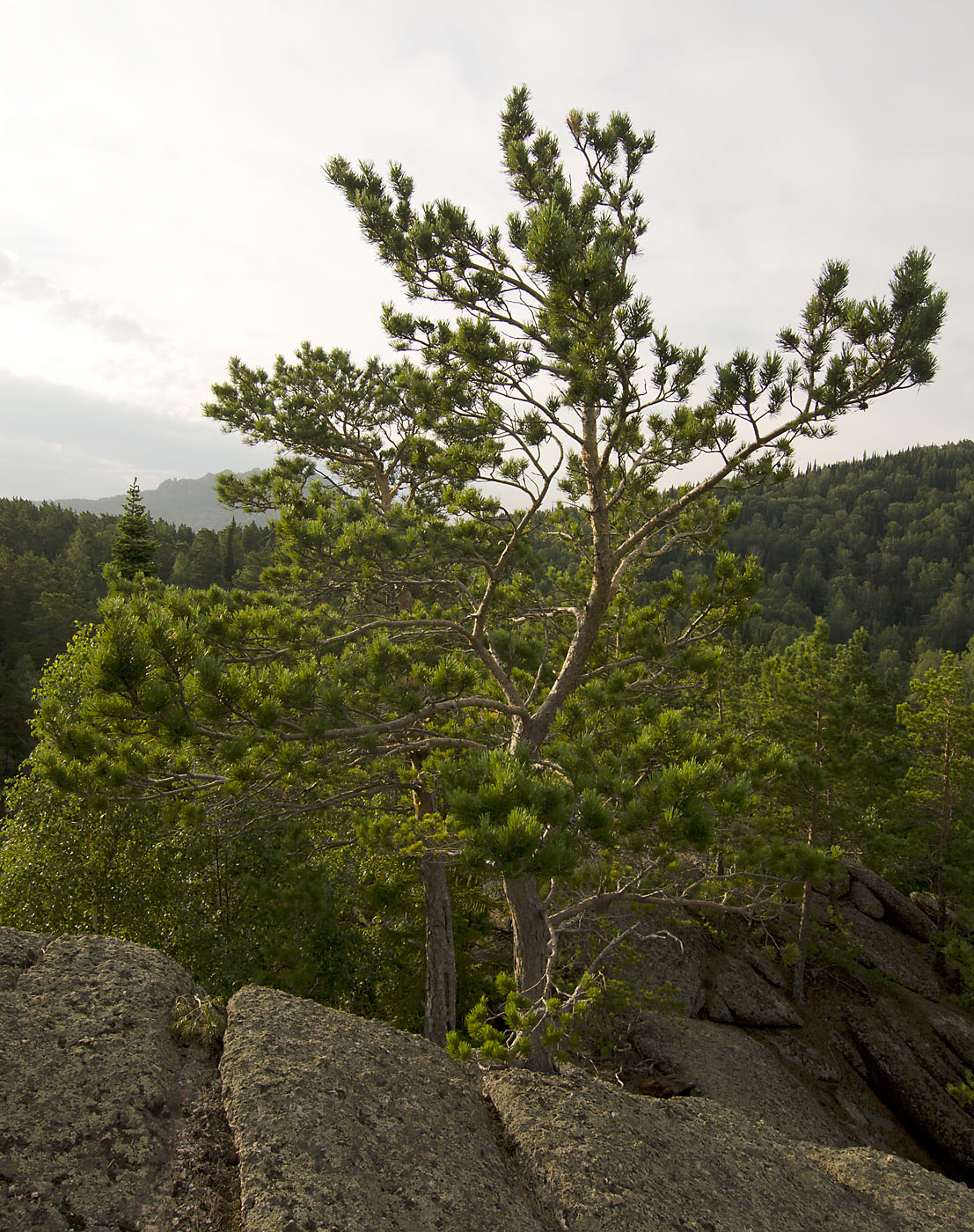 Image of Pinus sylvestris specimen.