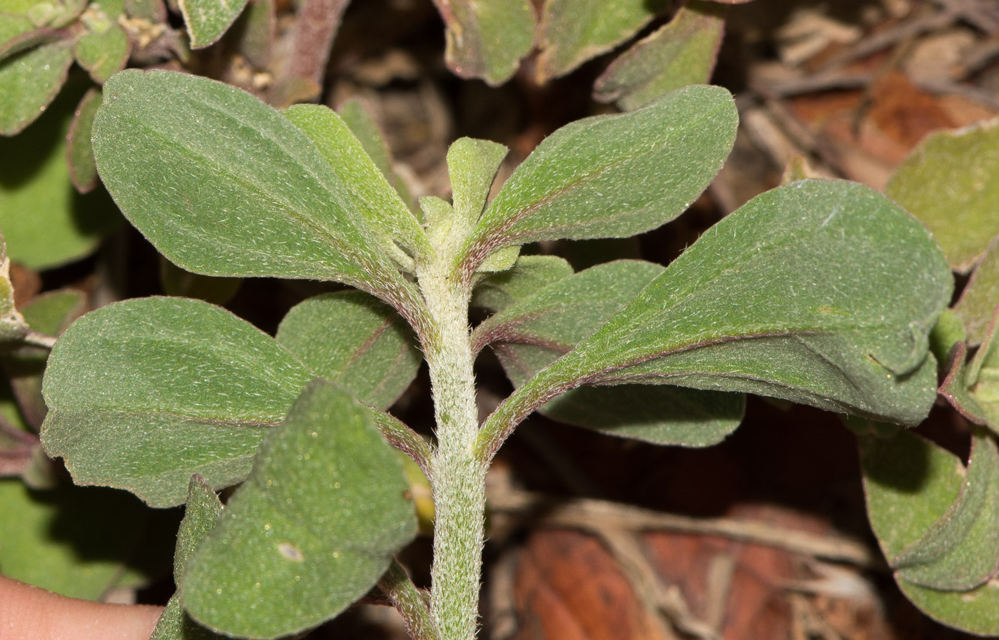 Изображение особи Galenia pubescens.