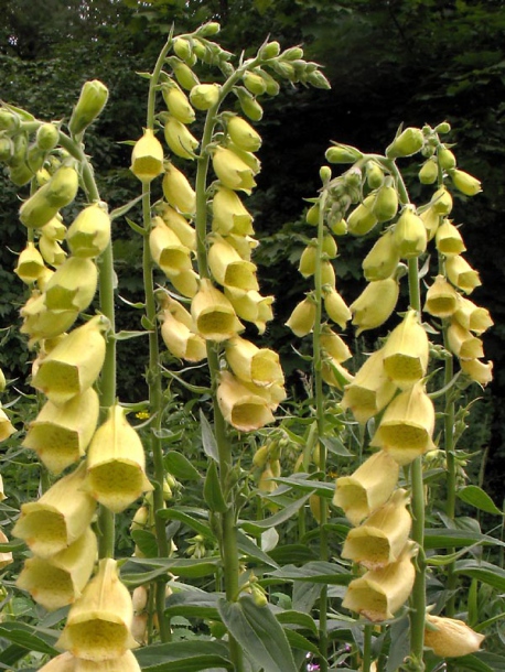 Image of Digitalis grandiflora specimen.