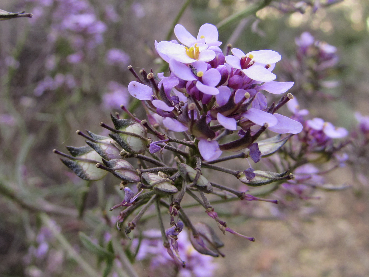 Image of Iberis linifolia specimen.