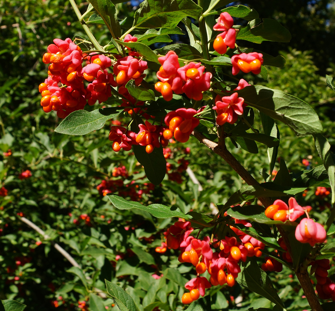 Image of Euonymus europaeus specimen.