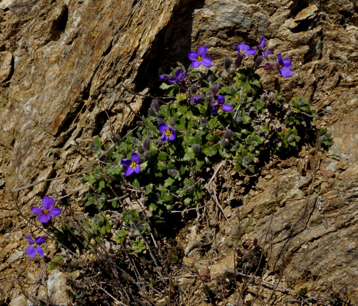 Image of Aubrieta thessala specimen.