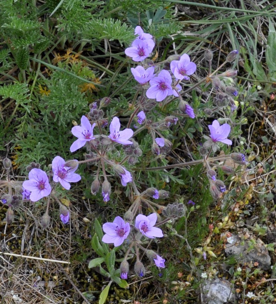 Image of Erodium absinthoides specimen.