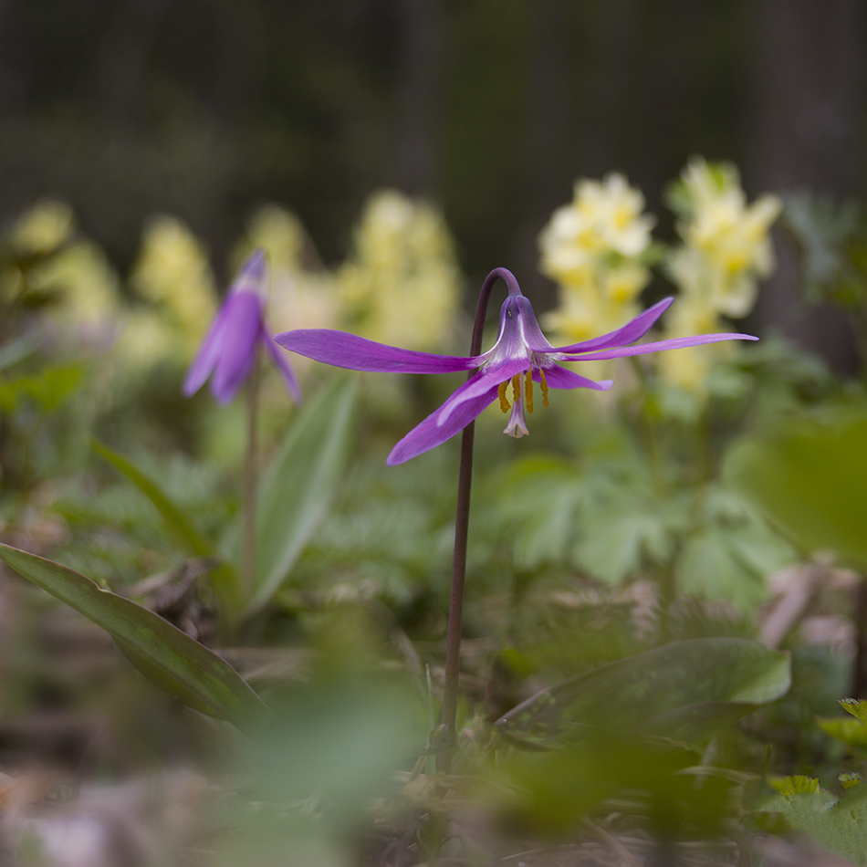 Image of Erythronium sibiricum specimen.