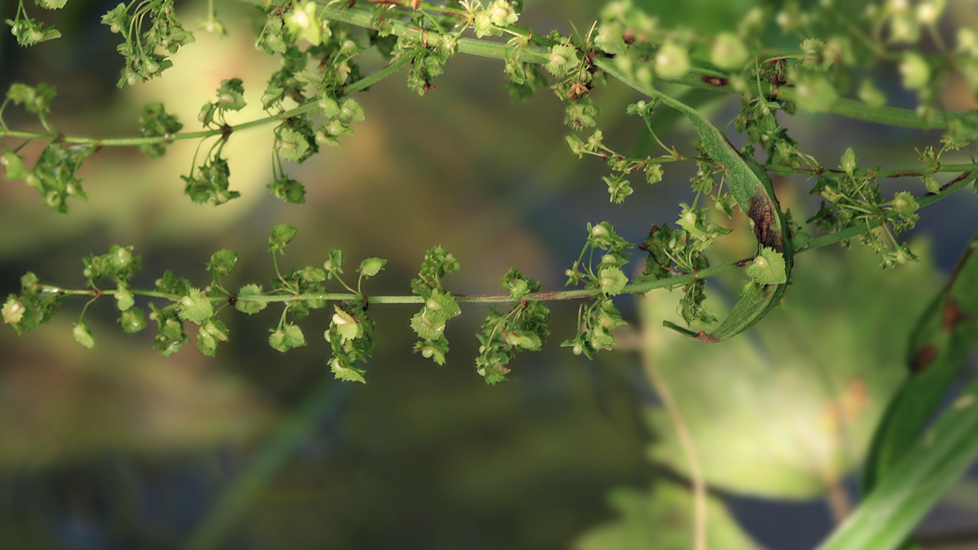 Image of Rumex japonicus specimen.