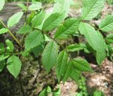 Fraxinus coriariifolia. Молодой лист. Краснодарский край, Абинский р-н, окр. пос. Новый, широколиственный лес близ скал Новых. 27.04.2017.