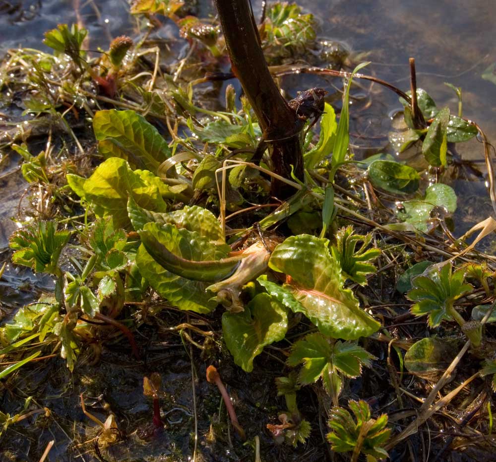 Изображение особи род Rumex.