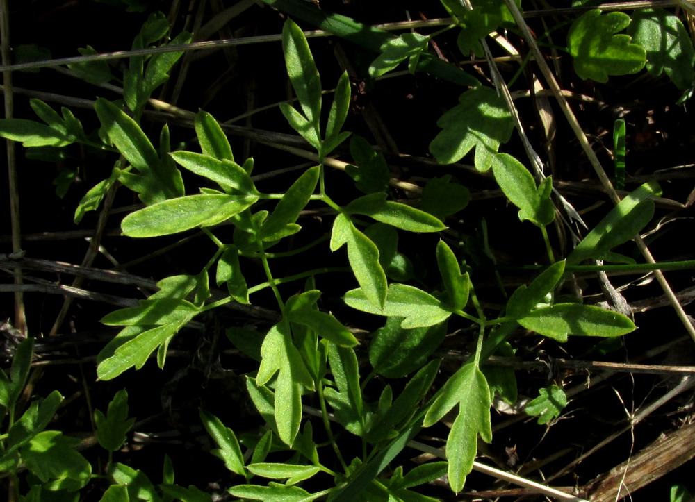 Image of Cardamine trifida specimen.