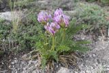 Oxytropis bargusinica