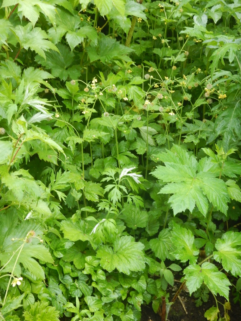 Image of Geum &times; meinshausenii specimen.