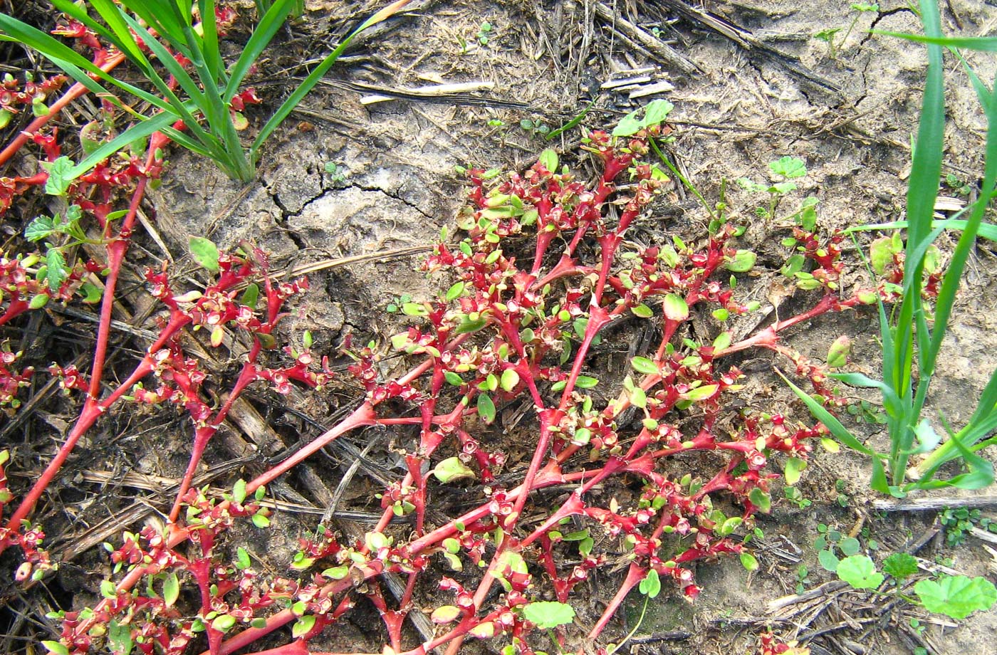 Image of Trianthema portulacastrum specimen.