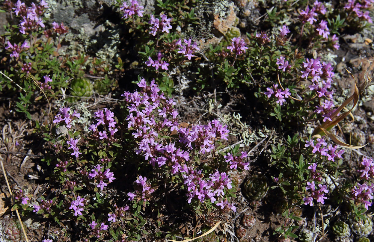 Image of genus Thymus specimen.