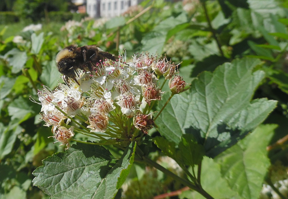 Image of Physocarpus opulifolius specimen.