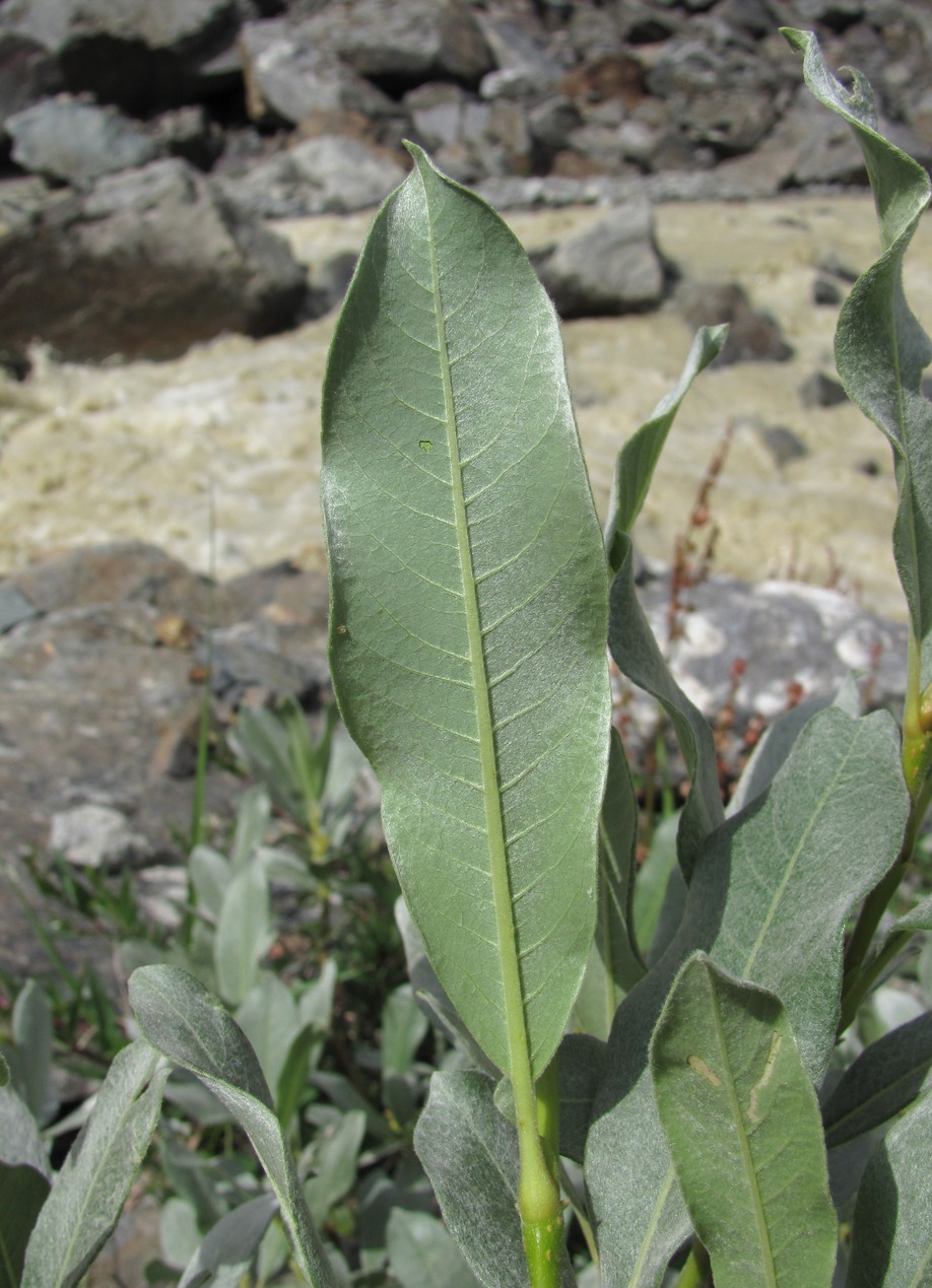 Image of Salix pantosericea specimen.