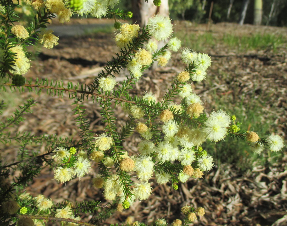 Image of Acacia brunioides specimen.
