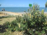 Banksia robur