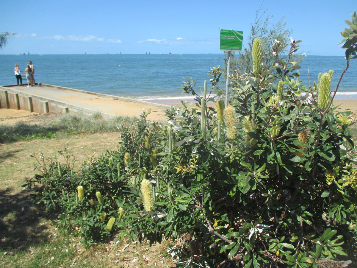 Image of Banksia robur specimen.