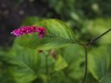 Persicaria orientalis. Часть побега с соцветием и листом. Пермский край, г. Пермь, Кировский р-н, цветочная клумба у жилого дома, в культуре. 12.09.2017.