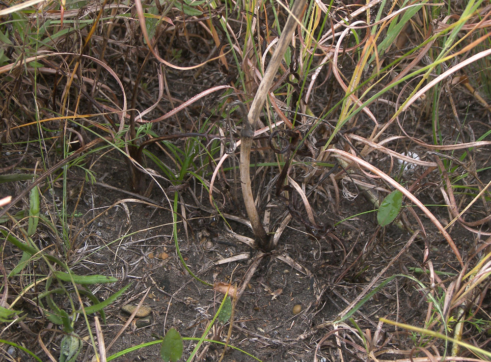 Image of Silaum silaus specimen.